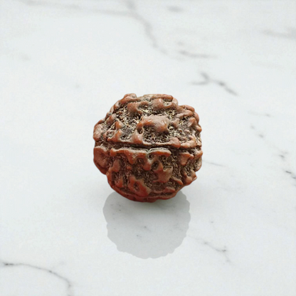 7 Mukhi Rudraksha - For Prosperity, Strength, and Divine Blessings