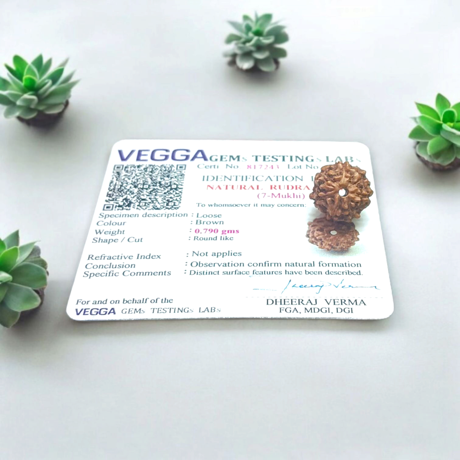 7 Mukhi Rudraksha - For Prosperity, Strength, and Divine Blessings