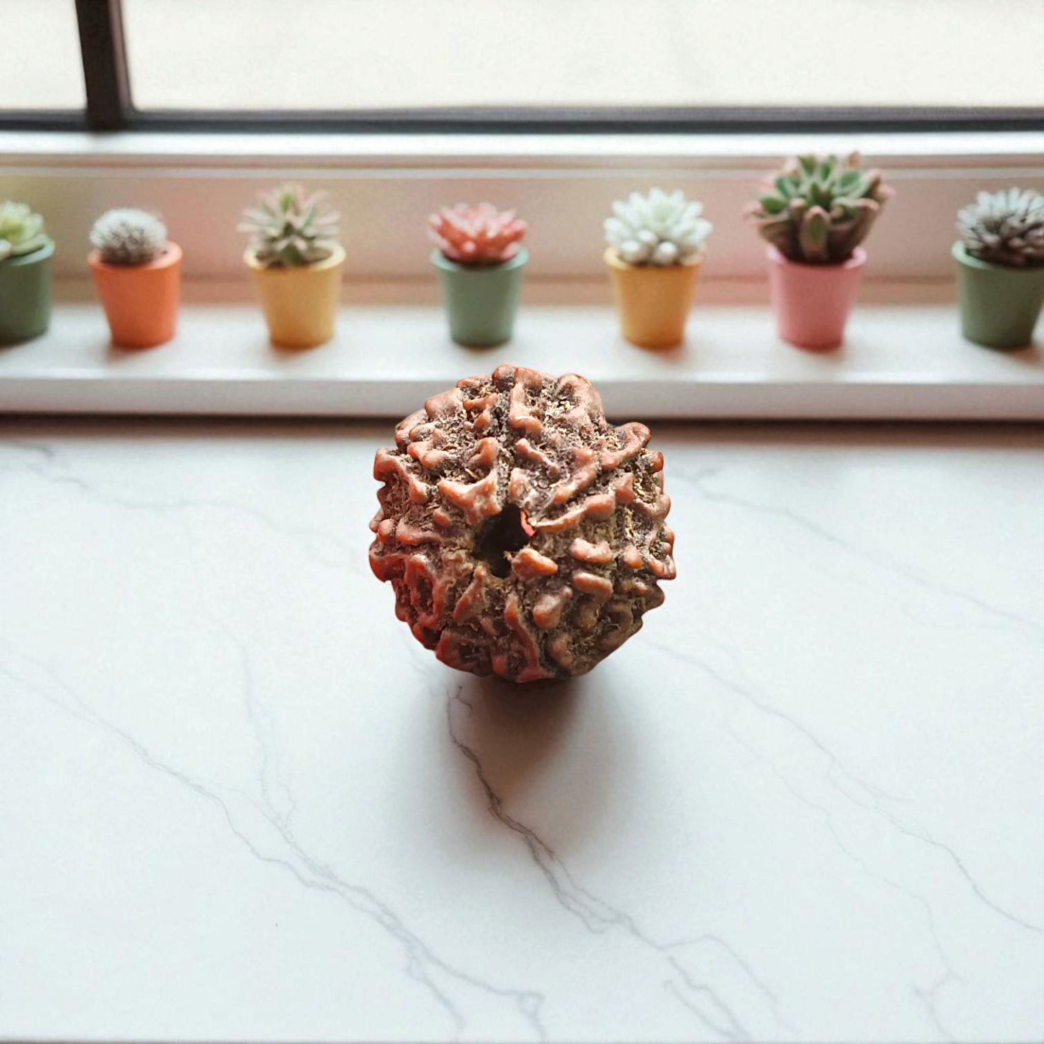 7 Mukhi Rudraksha - For Prosperity, Strength, and Divine Blessings