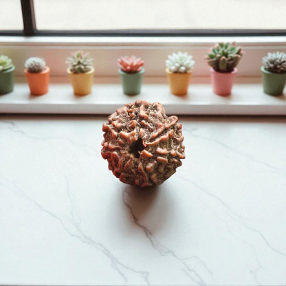 7 Mukhi Rudraksha - For Prosperity, Strength, and Divine Blessings