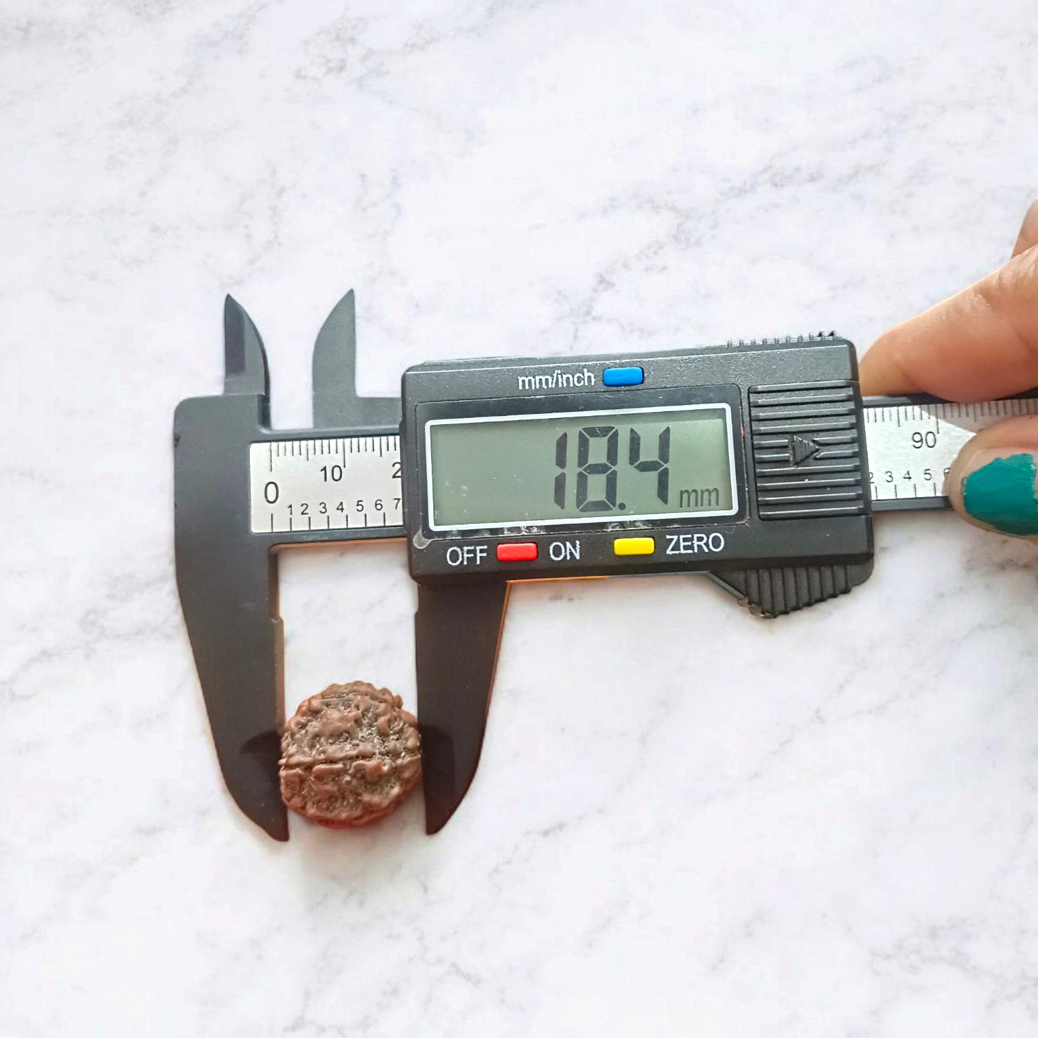 7 Mukhi Rudraksha - For Prosperity, Strength, and Divine Blessings