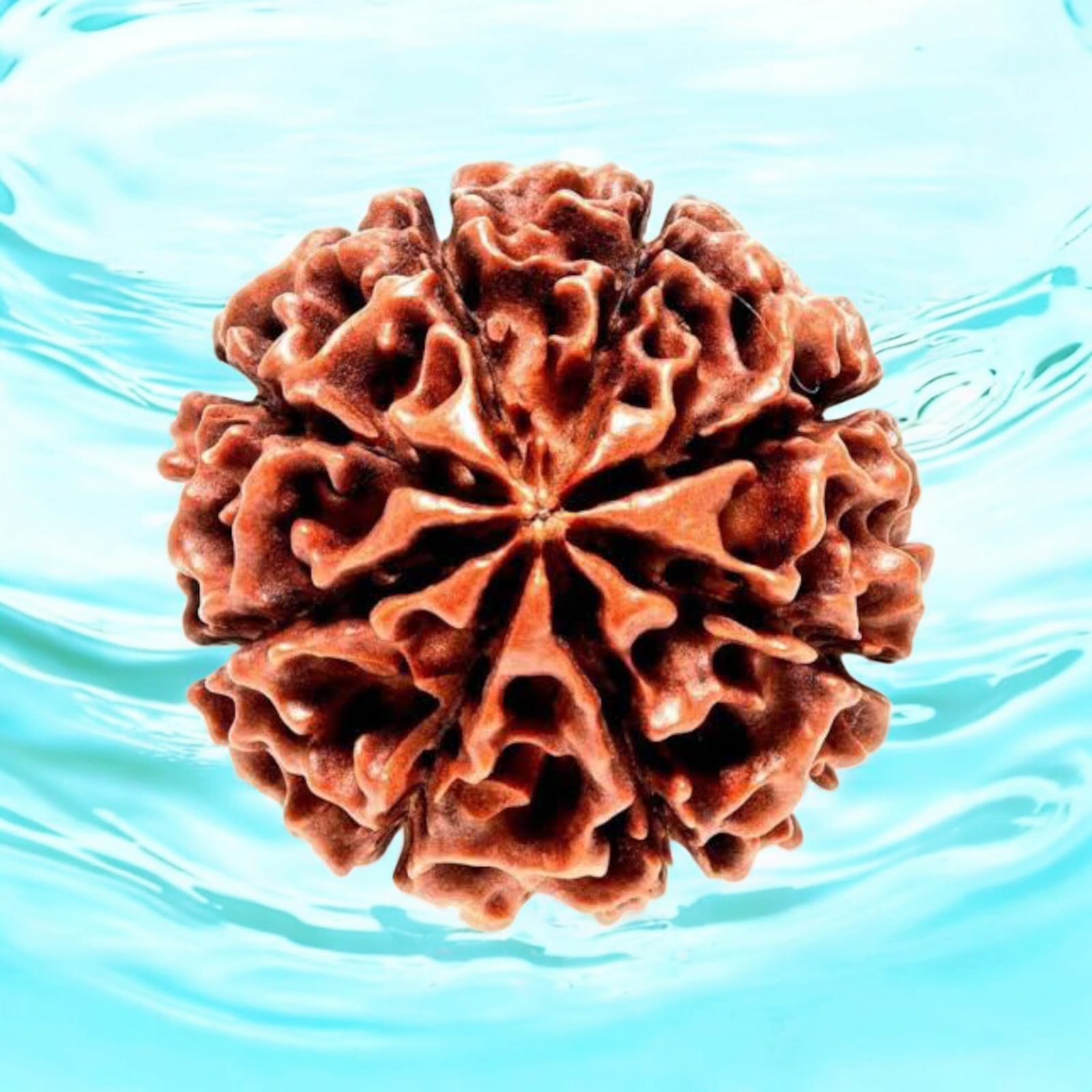 8 Mukhi Rudraksha - For Protection, Success, and Spiritual Growth