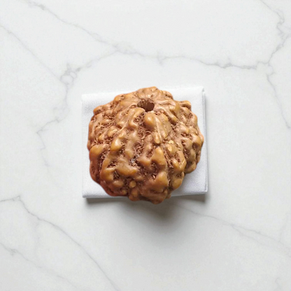 8 Mukhi Rudraksha - For Protection, Success, and Spiritual Growth