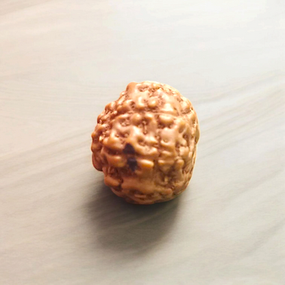 8 Mukhi Rudraksha - For Protection, Success, and Spiritual Growth