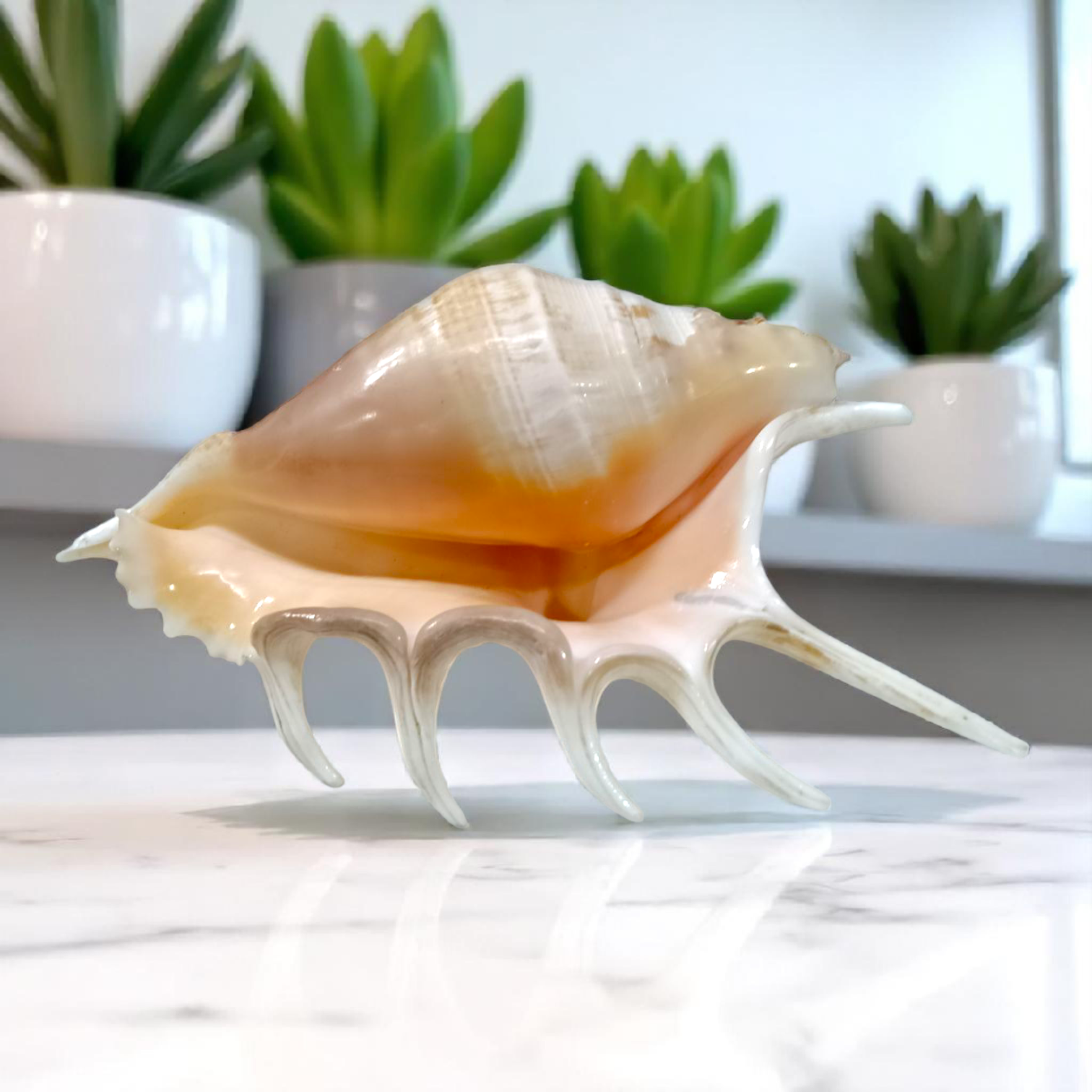 A Panchmukhi Shankh, a conch shell with five openings, known for its loud sound and used for Laxmi Pooja and other sacred rituals