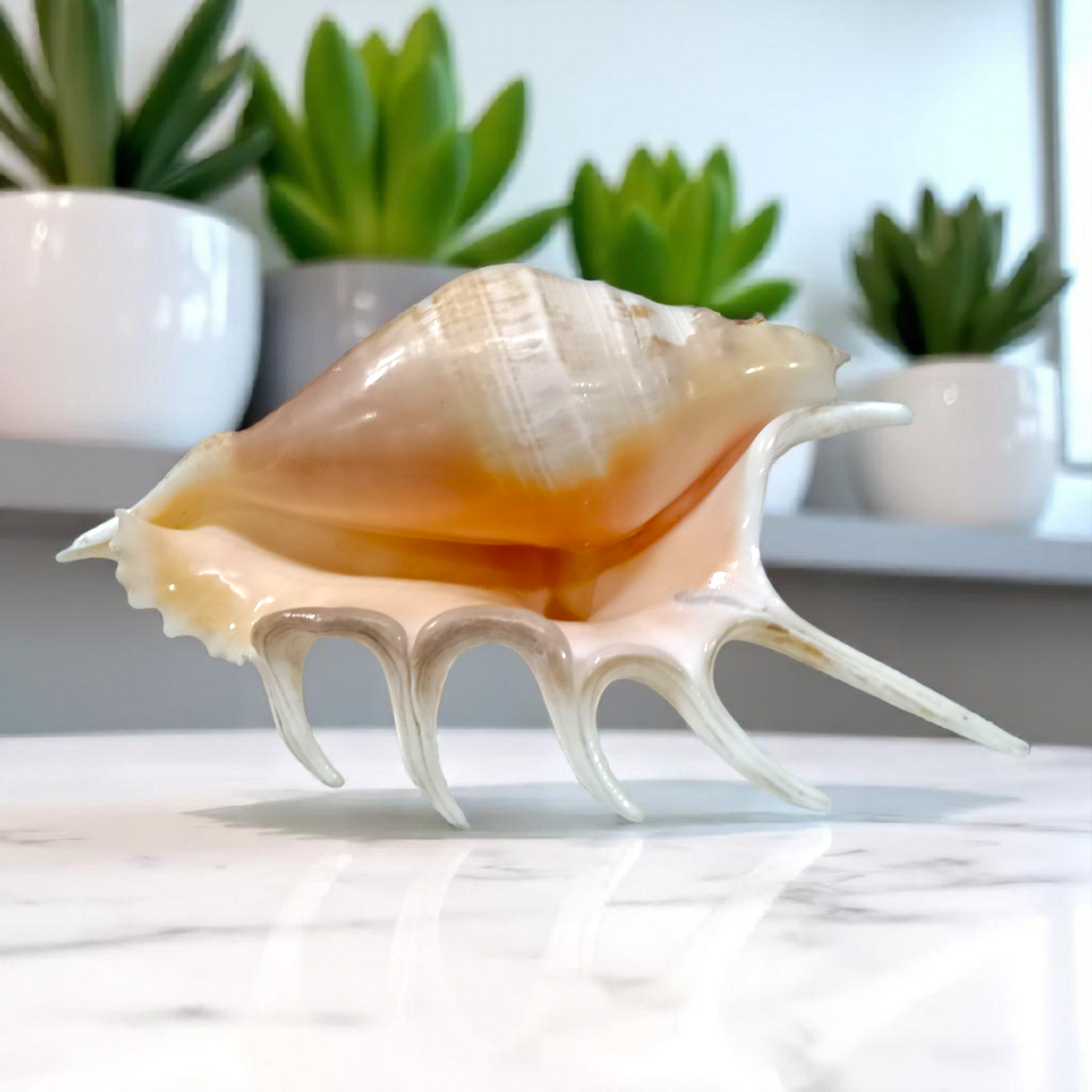 A Panchmukhi Shankh, a conch shell with five openings, known for its loud sound and used for Laxmi Pooja and other sacred rituals