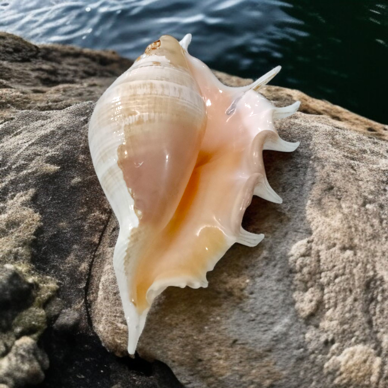 A Panchmukhi Shankh, a conch shell with five openings, known for its loud sound and used for Laxmi Pooja and other sacred rituals