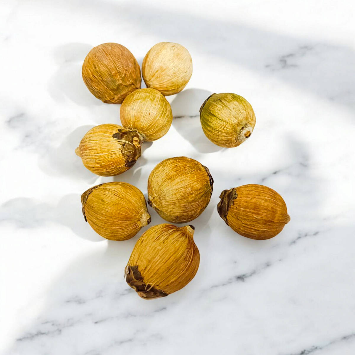 A Set of 8 Lagu Nariyals (small coconuts) ideal for use in Hawan, Pujan, and Yajna rituals to invoke blessings and prosperity.