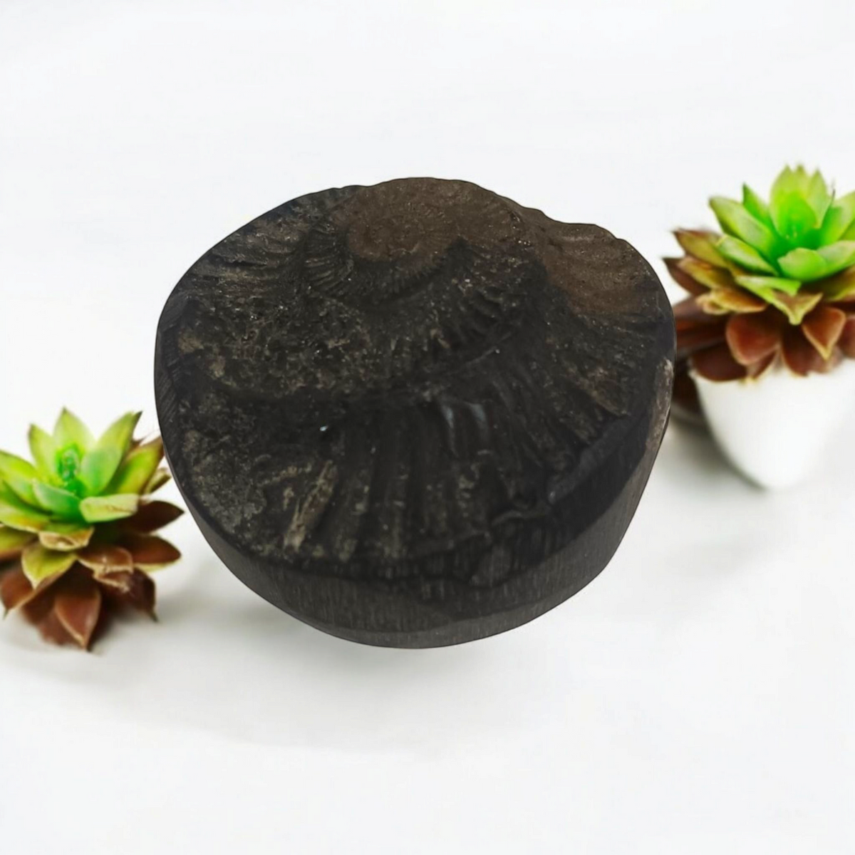 A Sudarshan Shaligram, a lab certified natural stone representing Lord Vishnu, ideal for worship, rituals, and spiritual protection