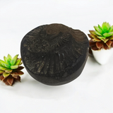 A Sudarshan Shaligram, a lab certified natural stone representing Lord Vishnu, ideal for worship, rituals, and spiritual protection