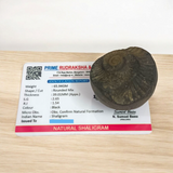 A Sudarshan Shaligram, a lab certified natural stone representing Lord Vishnu, ideal for worship, rituals, and spiritual protection