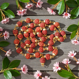 A beautifully handcrafted 5 Face Rudraksha Mala with 37+1 natural Rudraksha beads, golden caps, and lab certification, symbolizing peace and spirituality