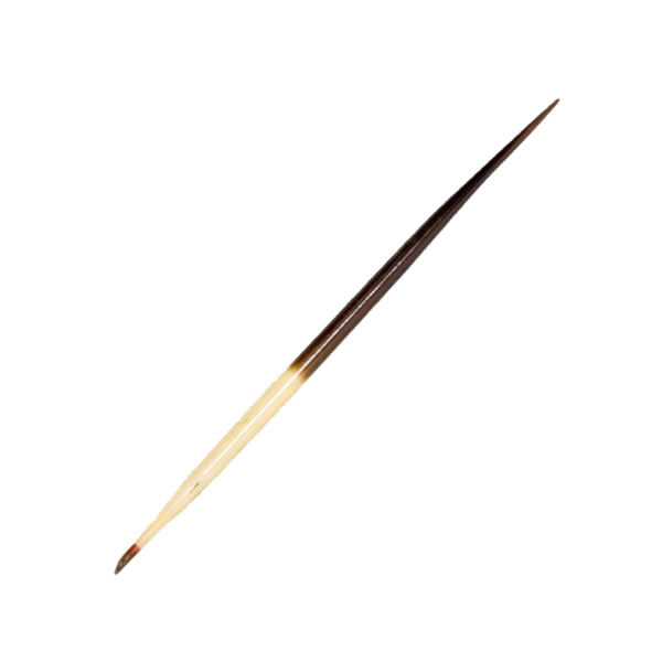 A collection of sharp natural porcupine quills arranged neatly on a wooden surface, showcasing their natural texture and untreated finish