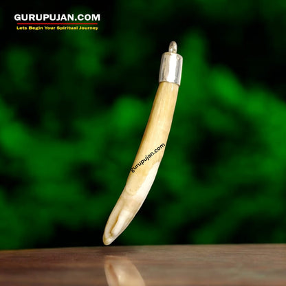 A lab-certified wild boar tooth pendant encased in a polished silver cap, displayed on a velvet box with a certificate of authenticity