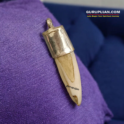 A lab-certified wild boar tooth pendant encased in a polished silver cap, displayed on a velvet box with a certificate of authenticity
