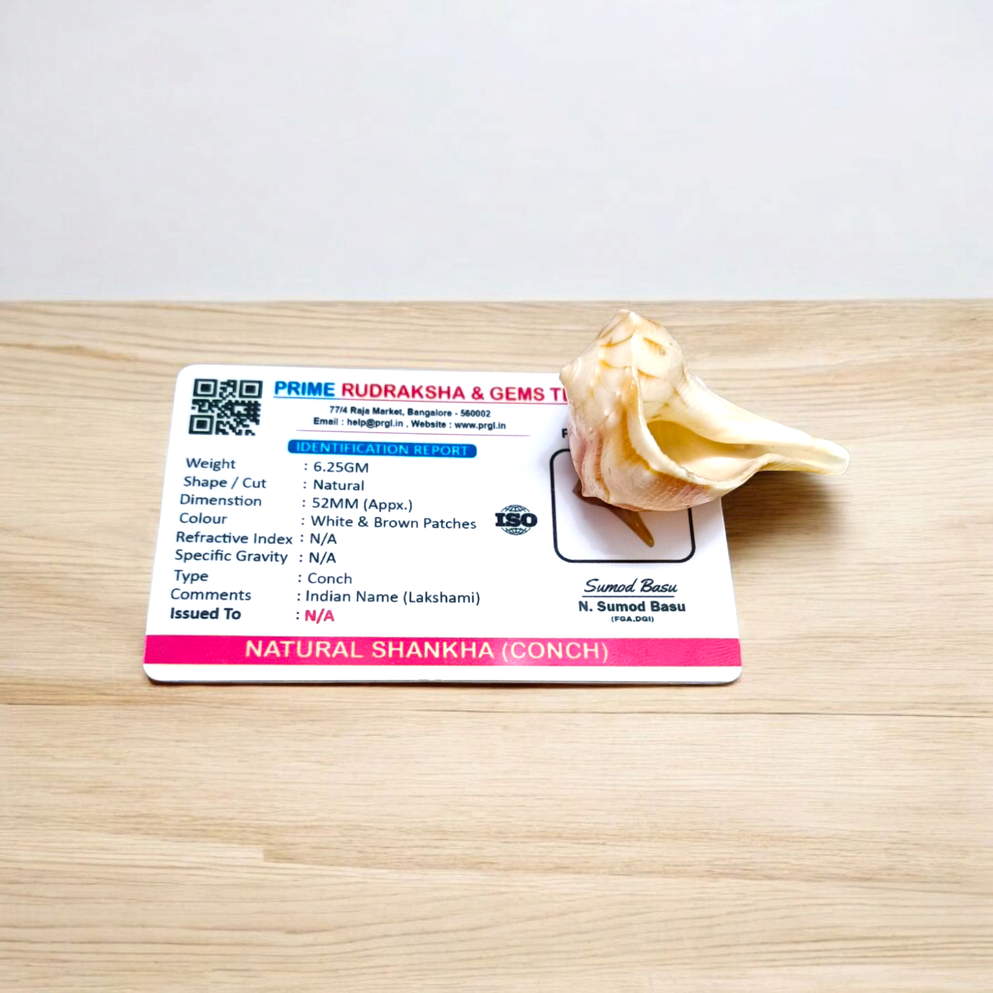 A natural Lakshami Shankh, lab-certified and sacred, used for Lakshmi Pujan and inviting prosperity and wealth into the home.