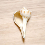 A natural Lakshami Shankh, lab-certified and sacred, used for Lakshmi Pujan and inviting prosperity and wealth into the home.
