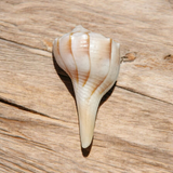 A natural Lakshami Shankh, lab-certified and sacred, used for Lakshmi Pujan and inviting prosperity and wealth into the home.