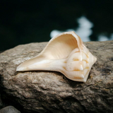 A natural Lakshami Shankh, lab-certified and sacred, used for Lakshmi Pujan and inviting prosperity and wealth into the home.