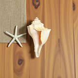 A natural Lakshami Shankh, lab-certified and sacred, used for Lakshmi Pujan and inviting prosperity and wealth into the home