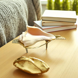 A natural Lakshami Shankh, lab-certified and sacred, used for Lakshmi Pujan and inviting prosperity and wealth into the home