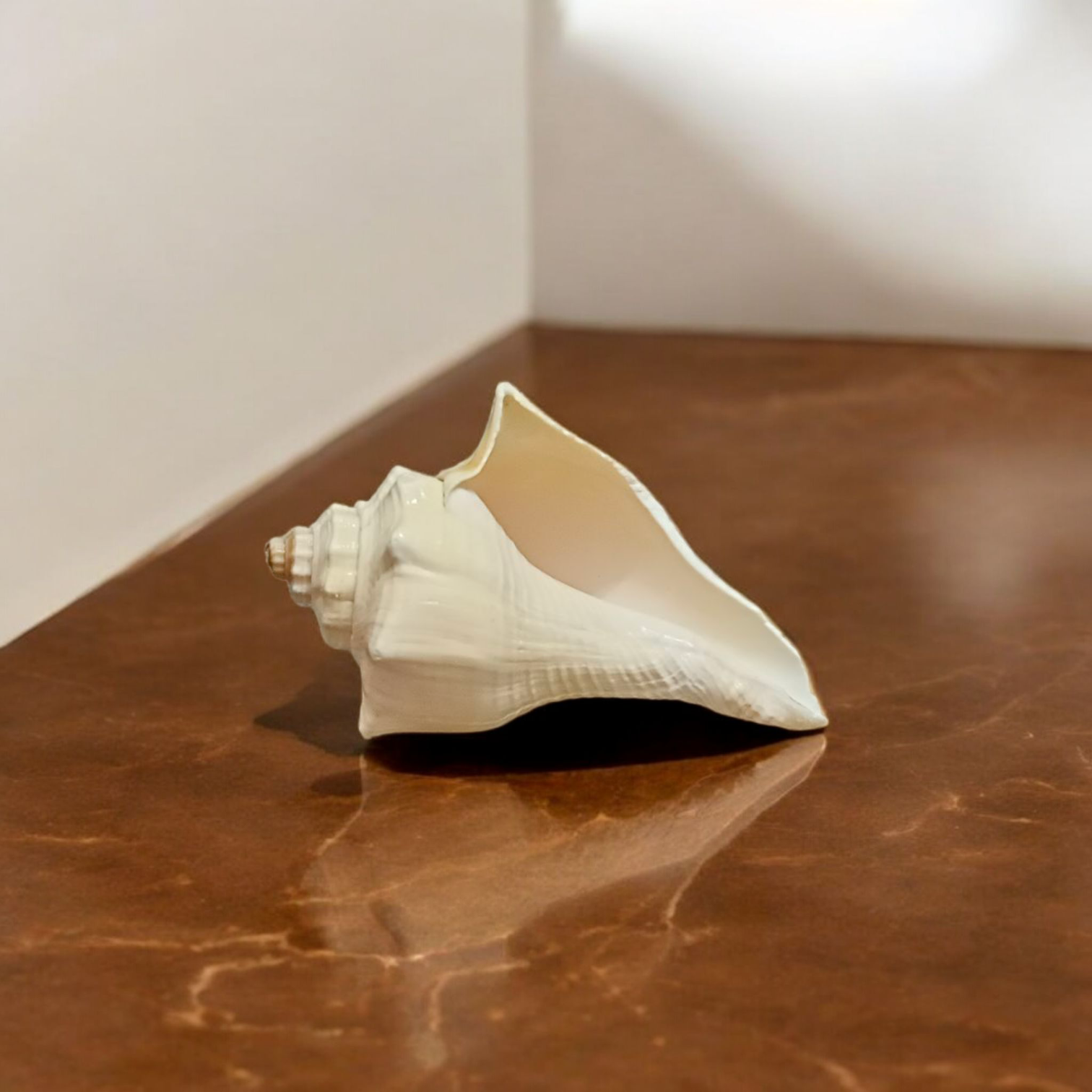 A natural Lakshami Shankh, lab-certified and sacred, used for Lakshmi Pujan and inviting prosperity and wealth into the home