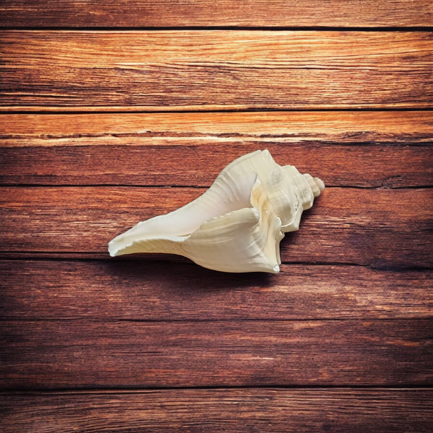 A natural Lakshami Shankh, lab-certified and sacred, used for Lakshmi Pujan and inviting prosperity and wealth into the home