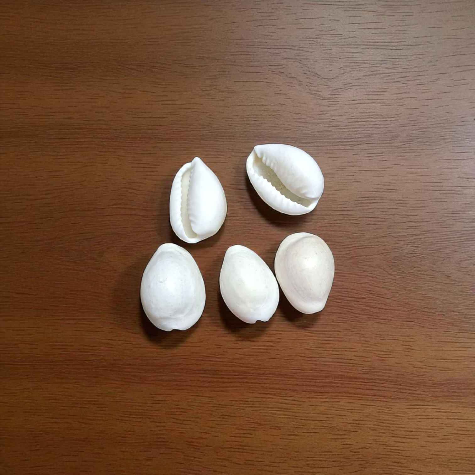 A natural White Cowry shell (Safed Kodi) symbolizing prosperity and protection, ideal for spiritual rituals, Puja offerings, and enhancing positive energy