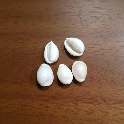 White Cowry Safed Kodi Natural Set of 10 – Authentic White Cowrie Shell for Spiritual Use