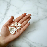 A natural White Cowry shell (Safed Kodi) symbolizing prosperity and protection, ideal for spiritual rituals, Puja offerings, and enhancing positive energy