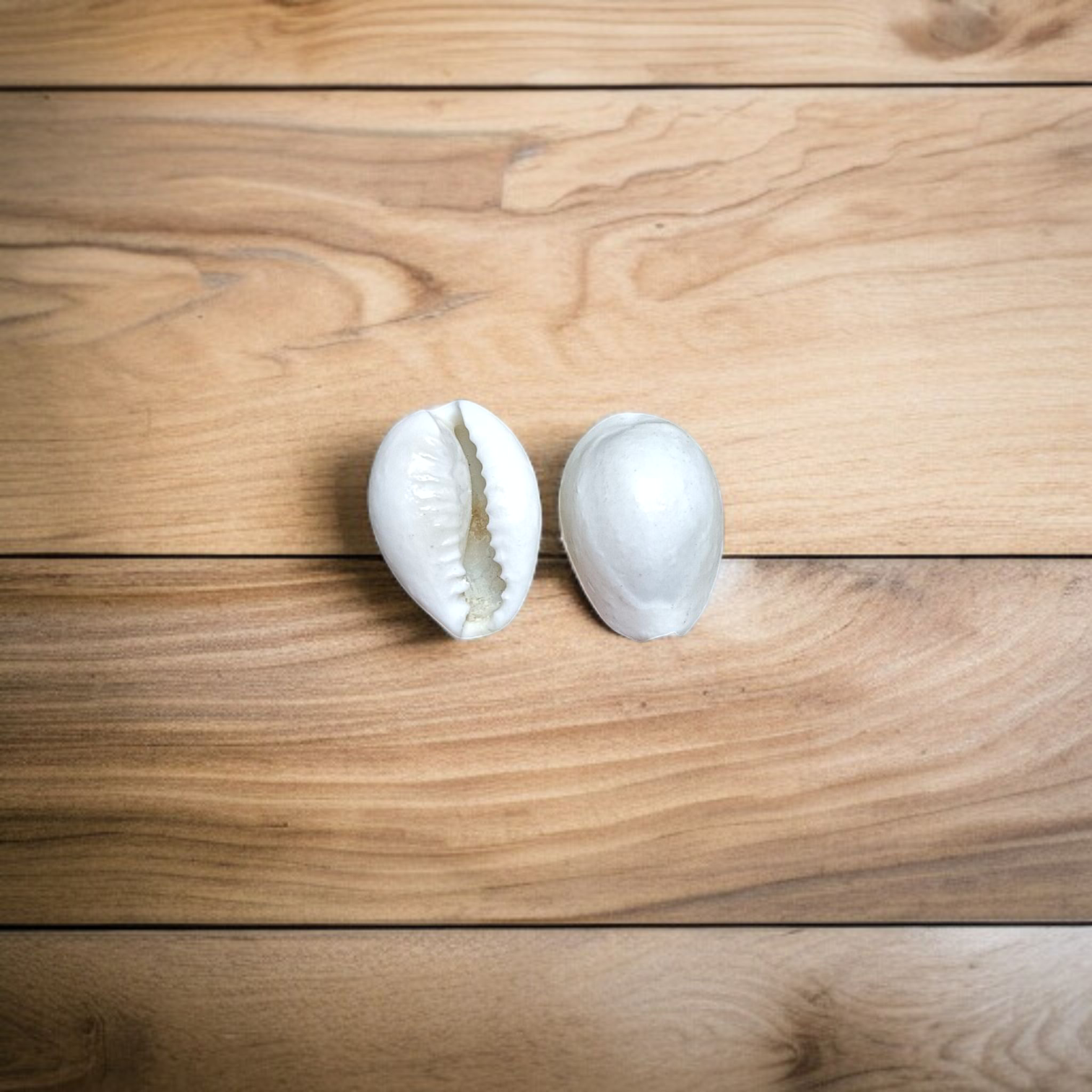 A natural White Cowry shell (Safed Kodi) symbolizing prosperity and protection, ideal for spiritual rituals, Puja offerings, and enhancing positive energy