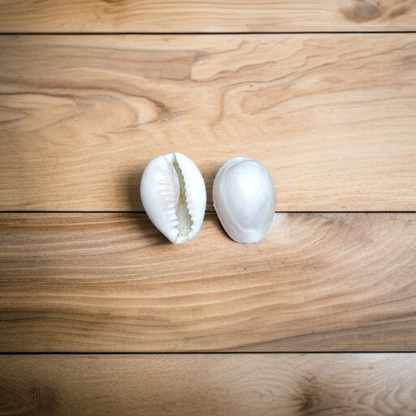 A natural White Cowry shell (Safed Kodi) symbolizing prosperity and protection, ideal for spiritual rituals, Puja offerings, and enhancing positive energy