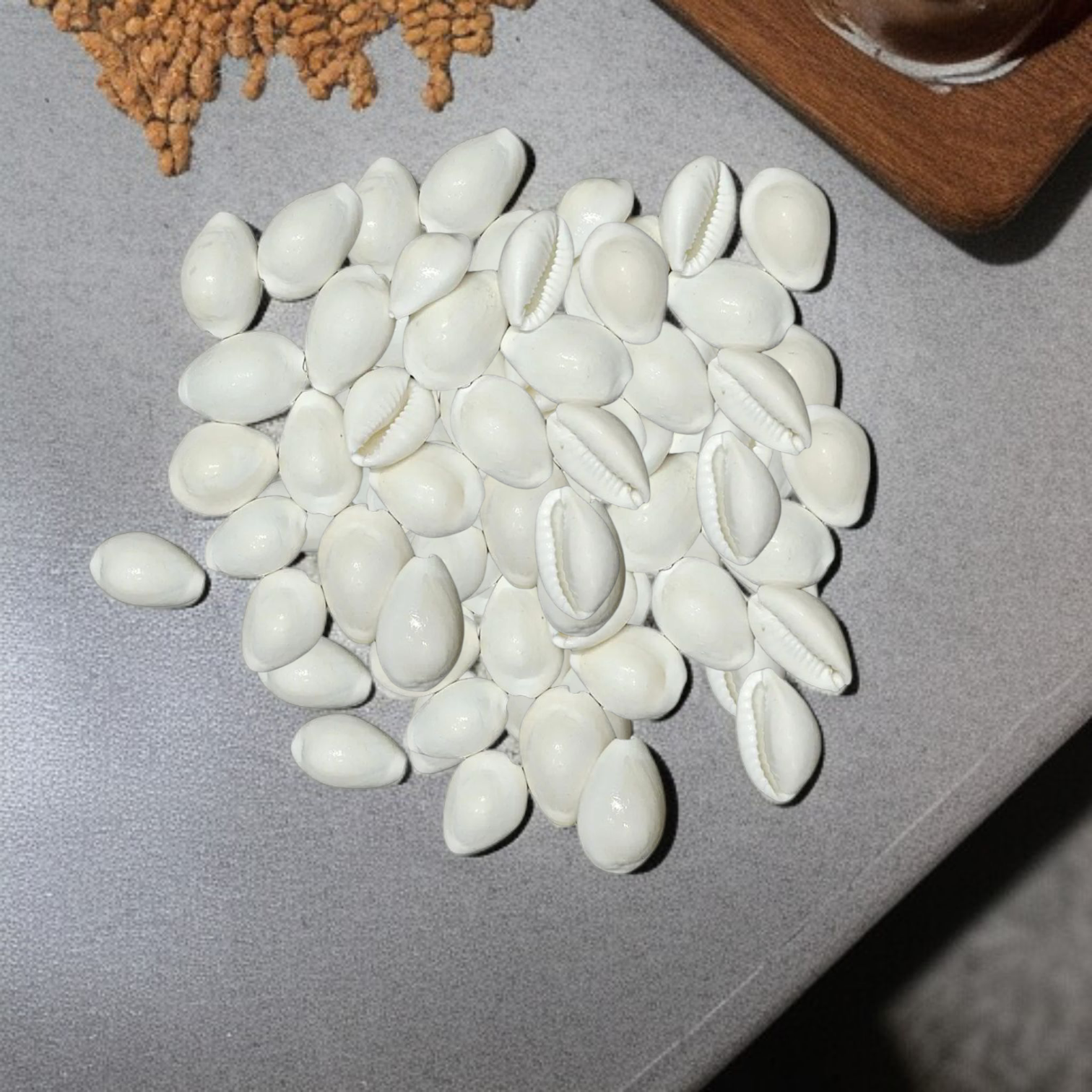 A natural White Cowry shell (Safed Kodi) symbolizing prosperity and protection, ideal for spiritual rituals, Puja offerings, and enhancing positive energy