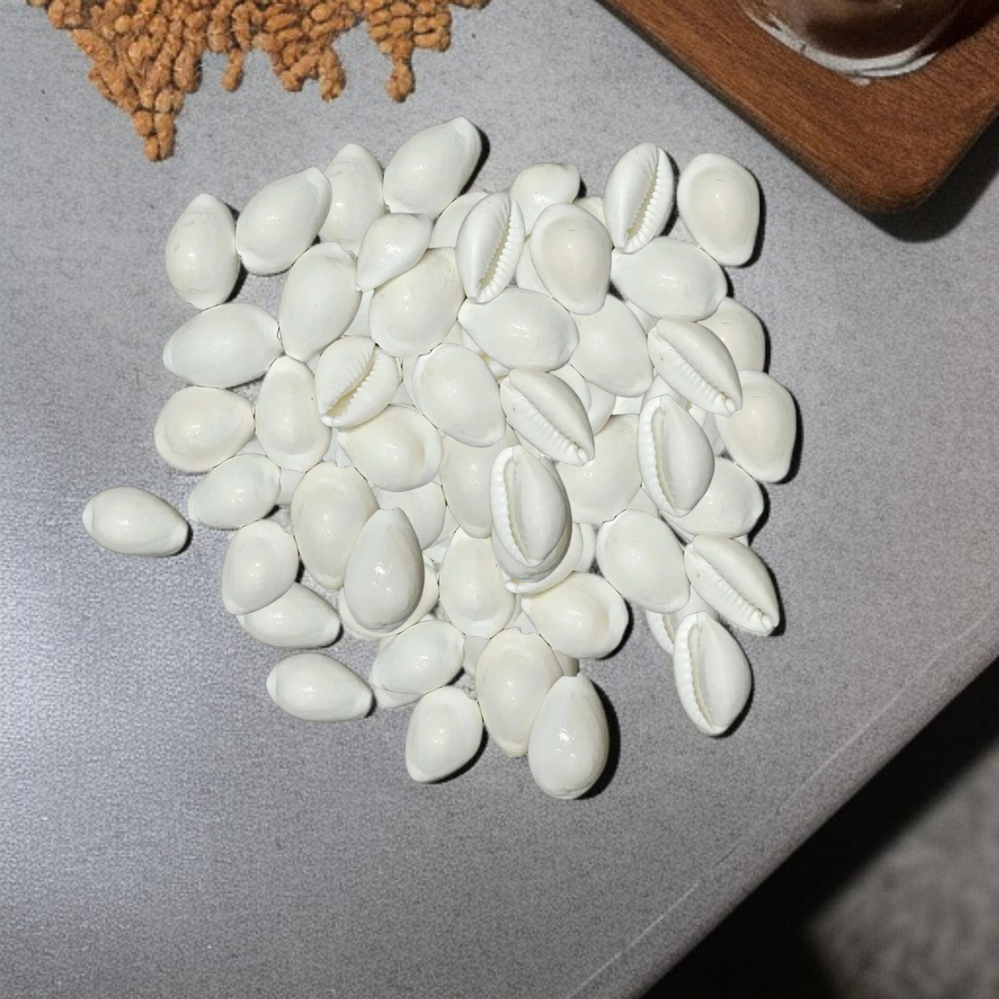 A natural White Cowry shell (Safed Kodi) symbolizing prosperity and protection, ideal for spiritual rituals, Puja offerings, and enhancing positive energy