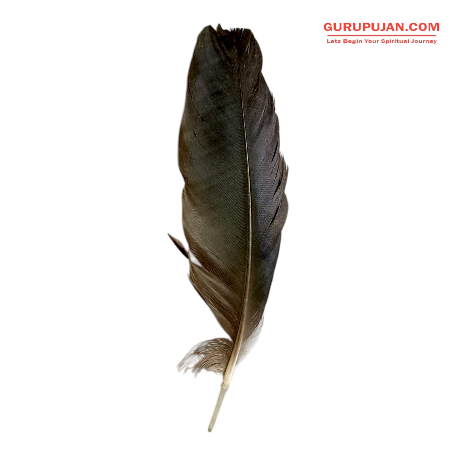 A natural black crow feather displayed on a clean white cloth, ready for use in Vedic remedies and spiritual rituals