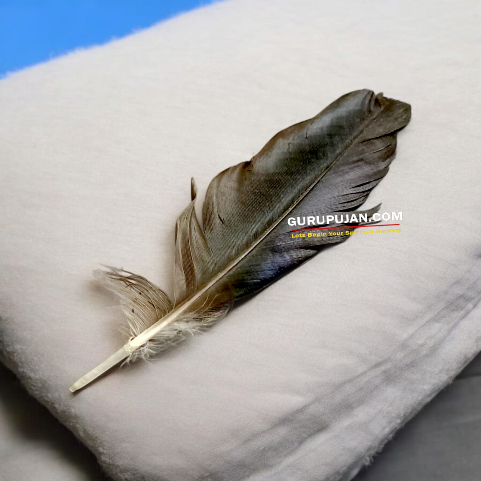 A natural black crow feather displayed on a clean white cloth, ready for use in Vedic remedies and spiritual rituals