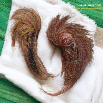 Siyar Singhi - Gidar Singhi - Original Energised for Vashikaran and Lakshmi Prapti