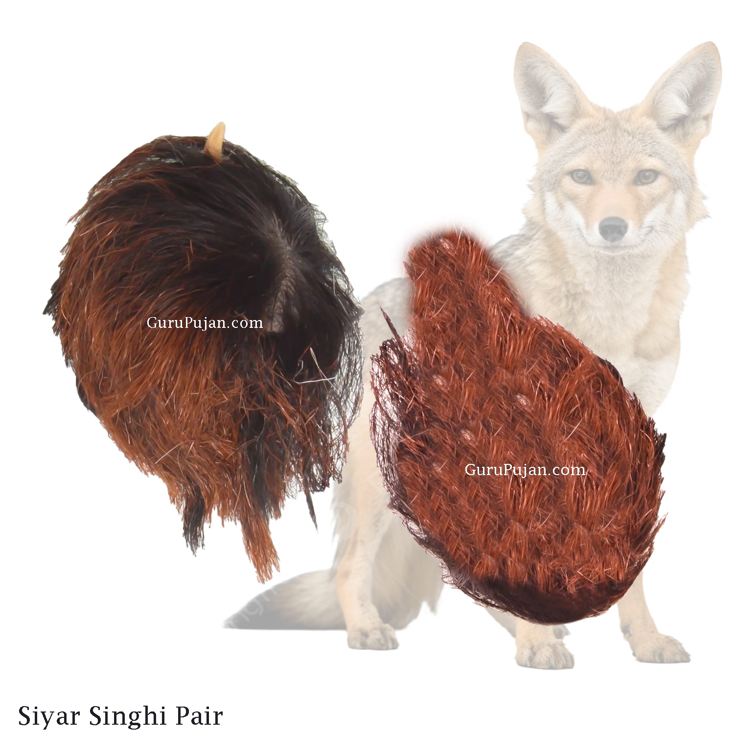 A pair of male and female Siyar Singhi placed on a spiritual altar with a certificate of authenticity, ready for use after energization