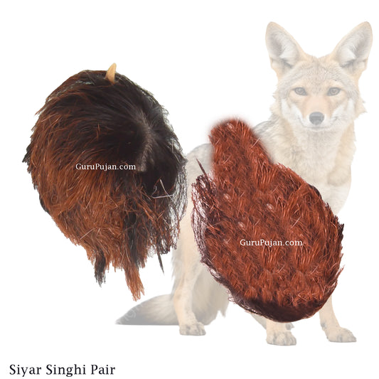 A pair of male and female Siyar Singhi placed on a spiritual altar with a certificate of authenticity, ready for use after energization
