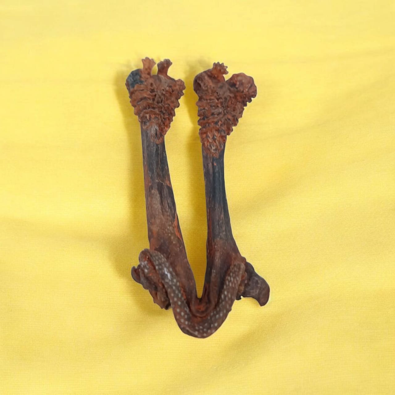 A rare and original Hatha Jodi Ayurvedic root, energized and placed on a sacred cloth, used for spiritual and tantric rituals