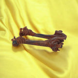 A rare and original Hatha Jodi Ayurvedic root, energized and placed on a sacred cloth, used for spiritual and tantric rituals