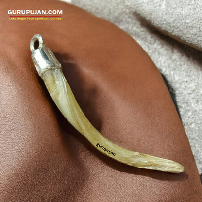 A silver pendant featuring an authentic owl nail (Ullu ke Nakhun) designed to attract luck, wealth, and prosperity.