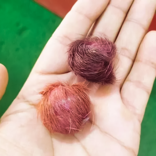 Authentic Siyar Singhi Gidar Singhi Pair Male & Female Original