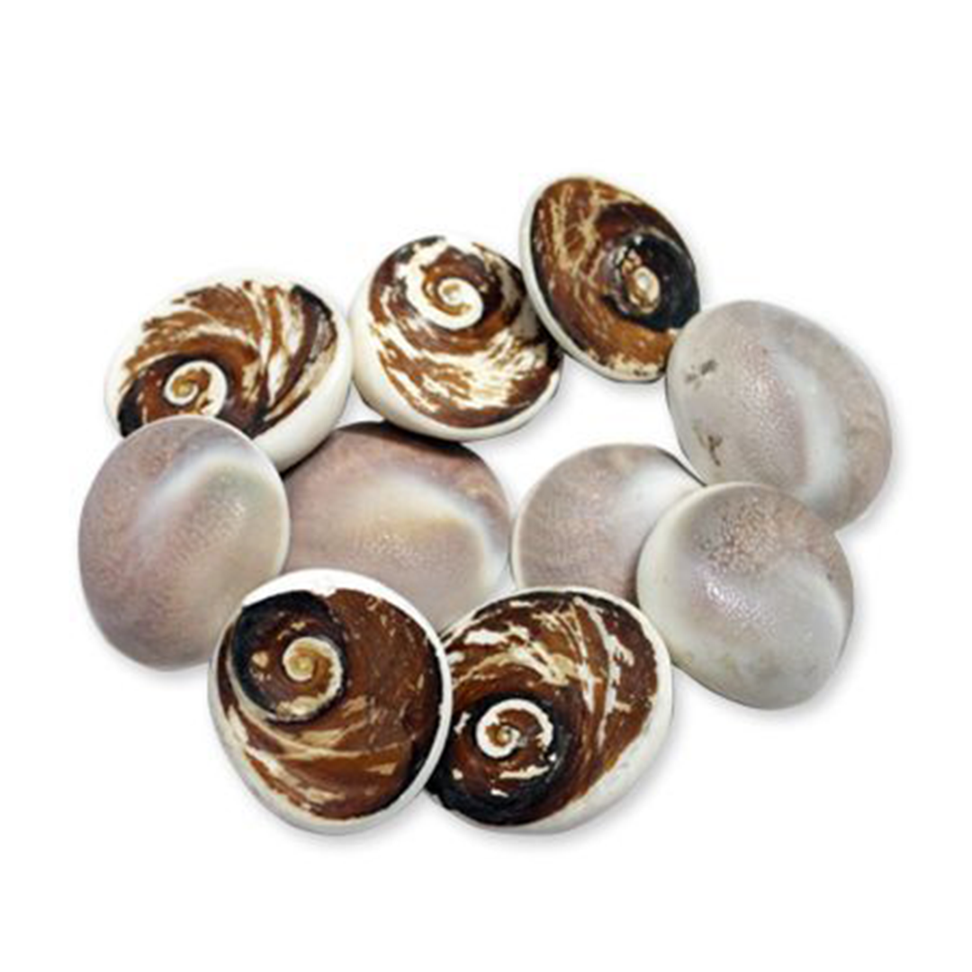 Big Gomati Chakra, a sacred and rare amulet for spiritual protection, prosperity, and good fortune.