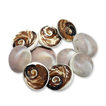 Big Gomati Chakra, a sacred and rare amulet for spiritual protection, prosperity, and good fortune.