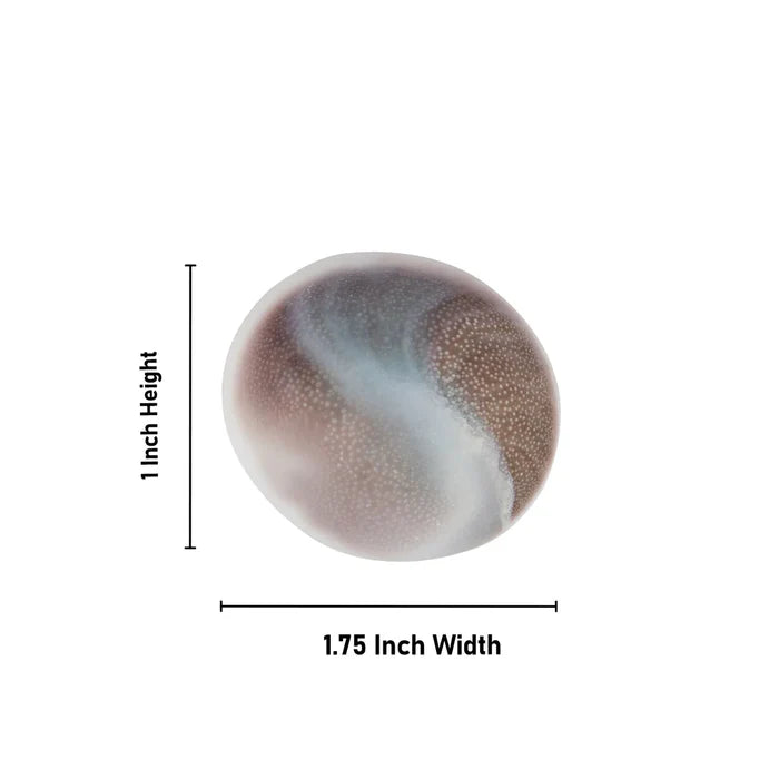 Big Size Gomati Chakra - Rare, Giant Lab Certified Stone used for spiritual protection, prosperity, and divine blessings.