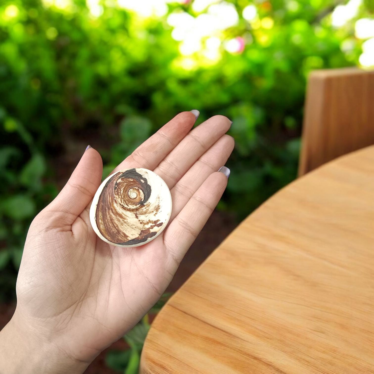 Big Size Gomati Chakra - Rare, Giant Lab Certified Stone used for spiritual protection, prosperity, and divine blessings