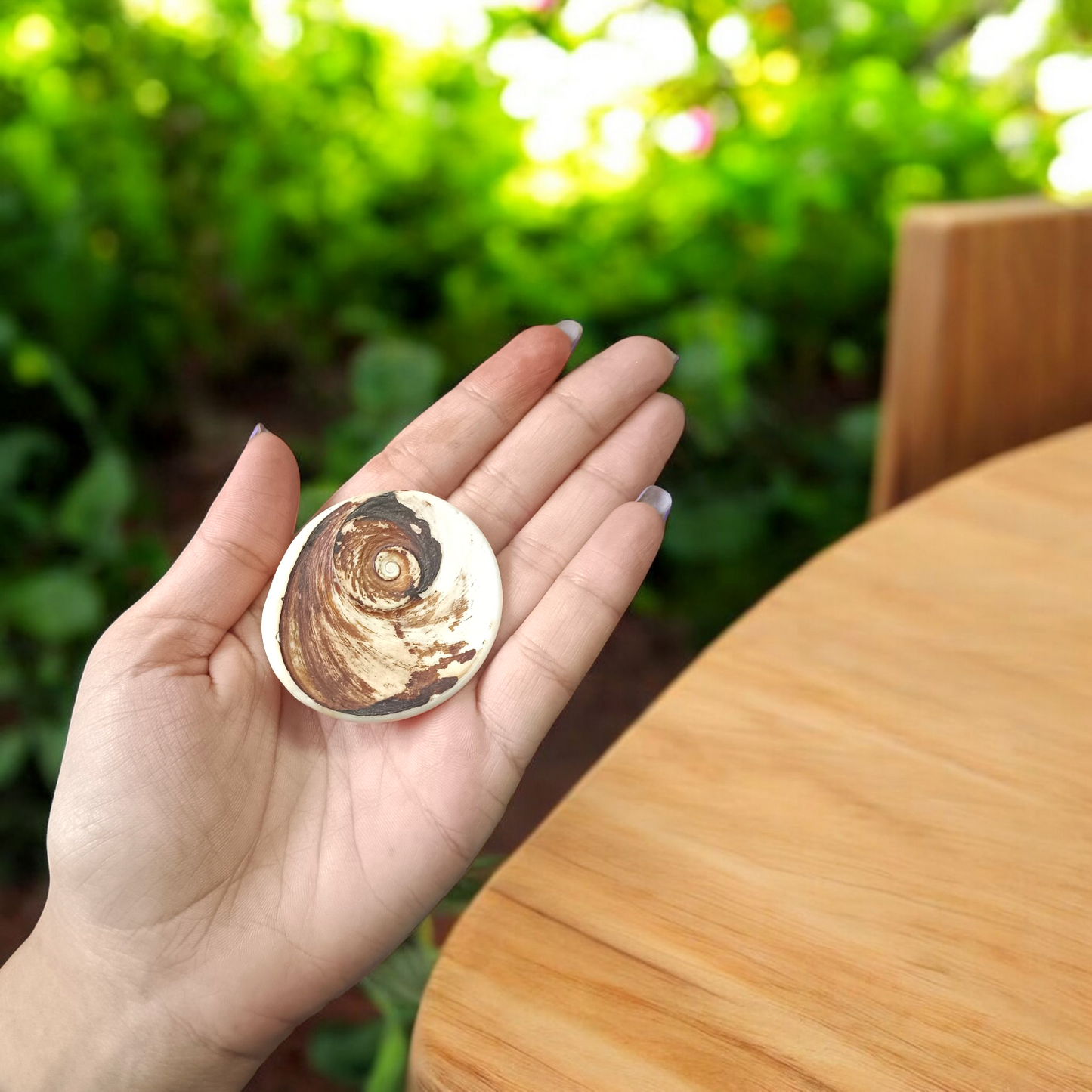 Big Size Gomati Chakra - Rare, Giant Lab Certified Stone used for spiritual protection, prosperity, and divine blessings