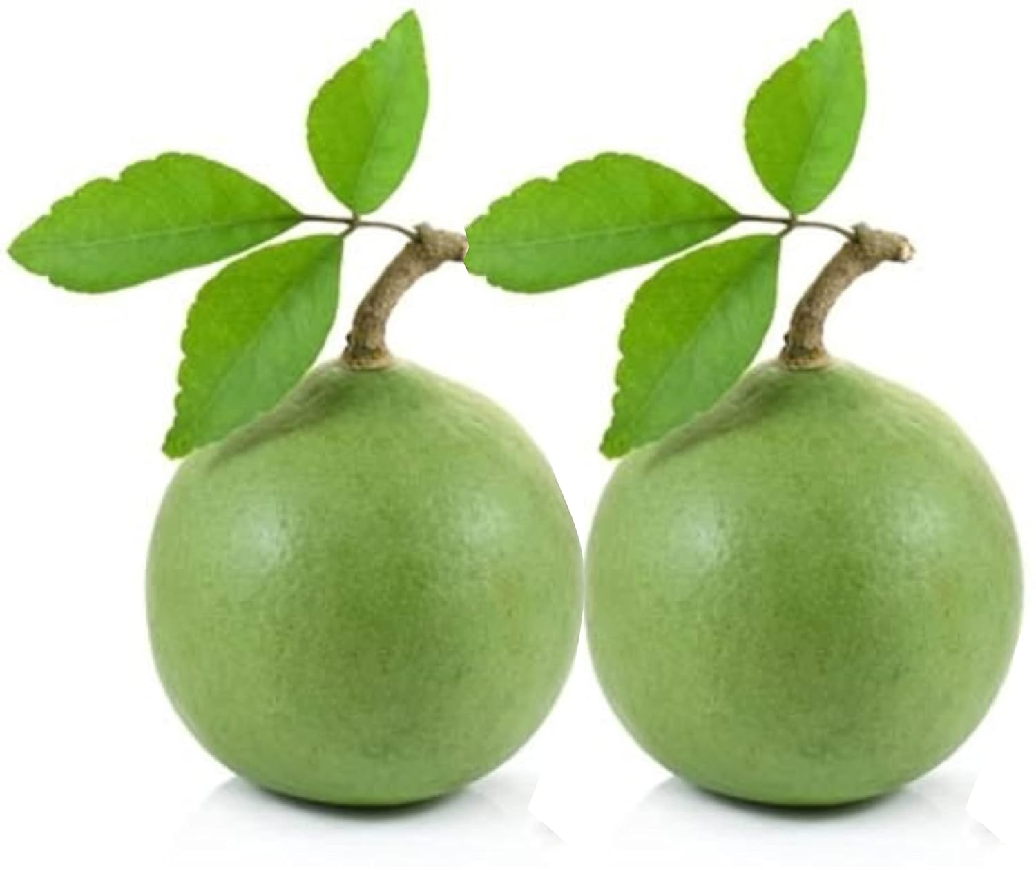 Bila Pantra - BILVA Fruit (BEL PATRA) – Sacred Leaves for Pooja and Spiritual Rituals