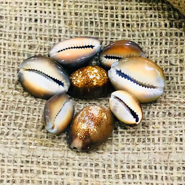 Black Cowry Shell used for puja rituals, spiritual growth, protection, and prosperity